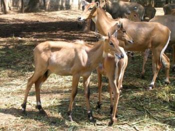 Deer at Bandipur Forest, Karnataka - Photographed at Bandipur