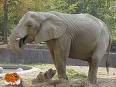 its elephant...with white teeth - its elephant...with white teeth