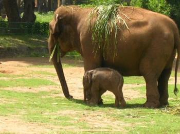 elephant with baby elephant at Mysore Zoo - Photographed at Mysore Zoo elephant with baby elephant at Mysore Zoo - Photographed at Mysore Zoo