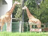 Girafees at Mysore Zoo, India - Photographed at Mysore, India