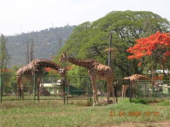Giraffes photographed on the backdrop of Chamundi  - Photographed at Mysore Zoo, India