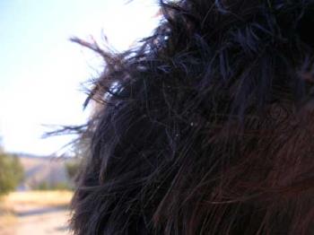 dandruff - dandruff on somebodies hair :P