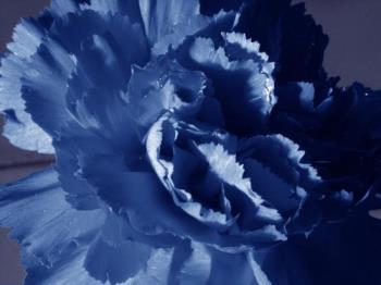 Blue Carnation - Blue Carnation