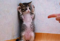 Hands up cat - cat up against a wall