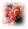 flowers - flowers