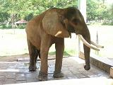 Elephant at Mysore Zoo, India - Photographed at Mysore Zoo, India