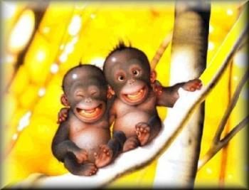 orangutang - orangutang