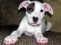 Cutey and ready for training - Pit Bull Puppy