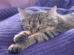 Asleep - photo of a sleeping kitten