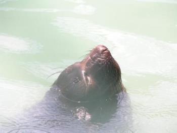 Elephant seal in the pool. - Elephant seal who was released.