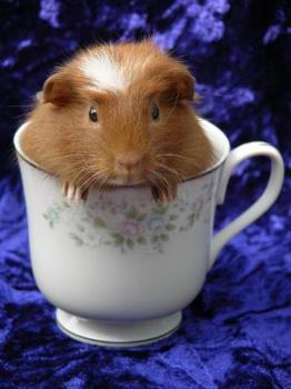 Guinea Pig in a Teacup - Photo of one of my foster guinea pigs sitting in a teacup.  He got named Teacup because of this photo.  It was taken when he was 3 weeks old.