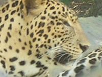 Tiger at Mysore Zoo, India - Photographed at Mysore zoo, India