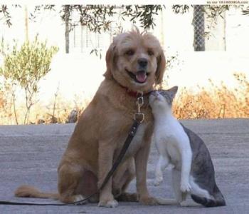 dog,cat - i think cat and dog can be friends