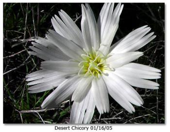 "desert chicory" - photo of the flower of desert chicory!