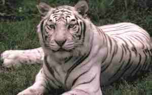 white bangal Tiger - white bangal Tiger