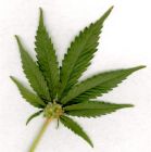 drugs - Sweet leaf?