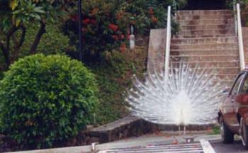 Rare white peacock - rare white peacock lucky bird