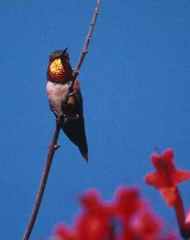 Hummingbird - Hummingbird