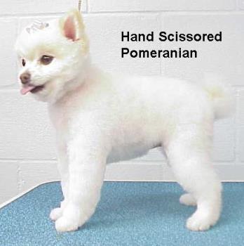 like this - pomeranian puppy dogs