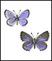 butterfly - butterfly