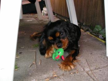 Shiva with a Toy - Isn&#039;t she cute?!