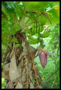 banana - banana tree