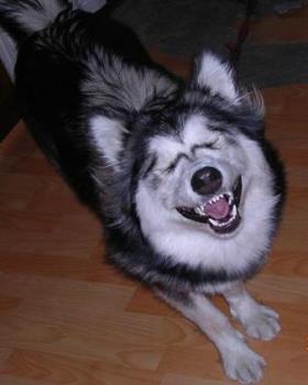 Laughing Dog - Photo of Laughing dog