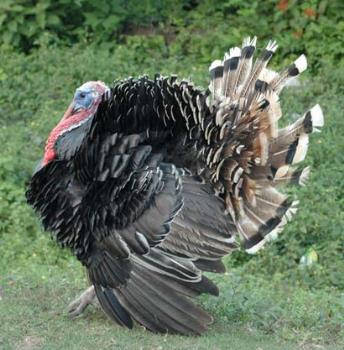 Turkey - THANKSGIVING DAY TURKEY!