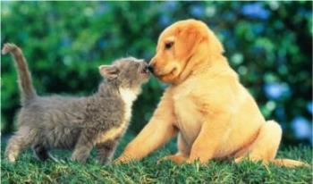 Puppies and Kittens - How Cute! Best Friends!
