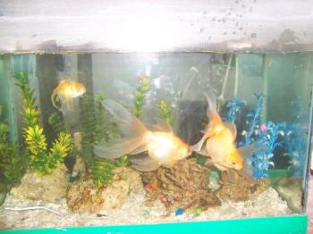 my favorite fish - They&#039;re my favorite pet fish- GOLDFish. They&#039;re cute and bubbly!I have great fan taking care of them.