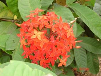 Flower - can you name the flower? - Photographed at Mysore floral show