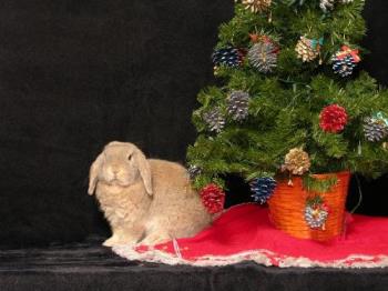 Christmas Bunny - Photo of a Christmas rabbit.