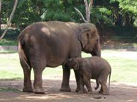 elephant with baby at Mysore Zoo - Photographed at Mysore Zoo, India