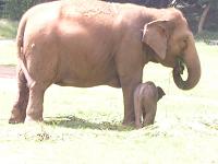 elephant with baby elephant at Mysore zoo - Photograhed at Mysore zoo