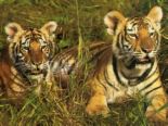 tiger - animals incage