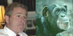 Bush Chimp - Bush giving a fine example of his intelligent level