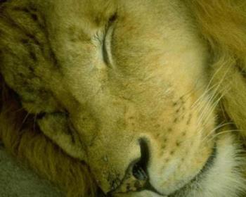 Sleepy Lion - Early morning nap.