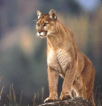 Lioness - Photographed at Mysore Zoo