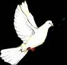 Peace among human beings!! - dove