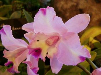 Orchids - Photographed at Mysore floral show