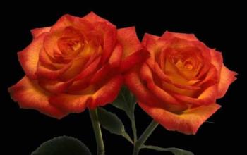 rose - rose rose - rose