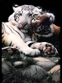 Tiger - tiger