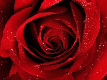 red rose - red rose