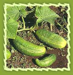 Cucumber - in the garden