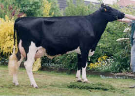 cow - cow