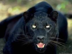 Black Panther - A Black Panther