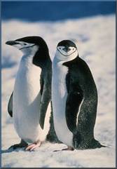 Penguins - for the love of penguins