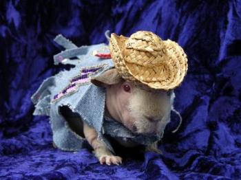 Cowboy Guinea Pig - Rescued hairless piggie dressed up as a cowboy.