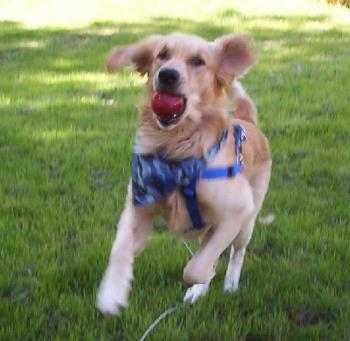 Sunny, playing fetch with his AppBall - What&#039;s better than playing fetch? What&#039;s better than a ball? What&#039;s better than fetching a ball? Fetching an appball! It&#039;s an apple that doubles as a ball ~ it&#039;s totally nutritional, natural, a &#039;good for you&#039; &#039;fun for you&#039; toy!