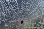 Grandmother spider in her web - Spider, spiderweb